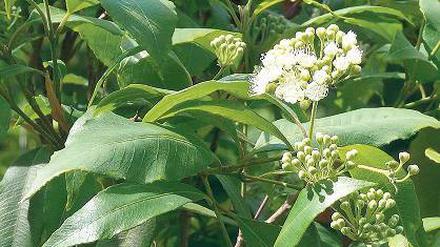 Duftend. Backhousia citriodora.