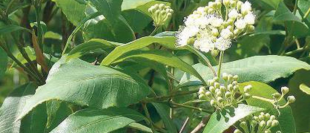 Duftend. Backhousia citriodora.