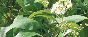 Duftend. Backhousia citriodora.