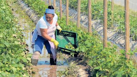 Gurkenland unter. Die Spreewald-Gurkenernte beginnt gerade erst – allerdings mit Einbußen. Die Pflanzen bekommen Wasser statt Sauerstoff und welken im Nass.