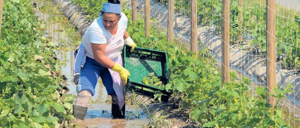 Gurkenland unter. Die Spreewald-Gurkenernte beginnt gerade erst – allerdings mit Einbußen. Die Pflanzen bekommen Wasser statt Sauerstoff und welken im Nass.