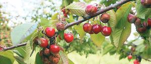 Was für die Krähen. Die Kirschernte in Werder wurde vorzeitig abgebrochen.