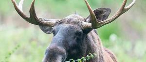 Wanderer. Auf alten Fernwechseln, die von von Generation zu Generation weitergegeben werden, finden Elche ihren Weg aus Polen nach Brandenburg. Auch die Oder ist kein Hindernis.