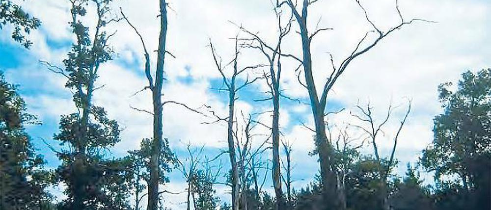 Pilze. Einigen Waldbäumen in Brandenburg – wie der Esche etwa – machen zunehmend schädliche Pilze zu schaffen. Betroffen ist zum Beispiel auch die im Land allgegenwärtige Kiefer.