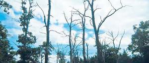 Pilze. Einigen Waldbäumen in Brandenburg – wie der Esche etwa – machen zunehmend schädliche Pilze zu schaffen. Betroffen ist zum Beispiel auch die im Land allgegenwärtige Kiefer.