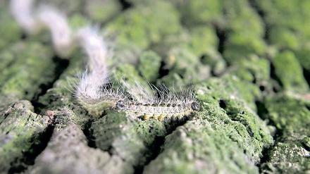 Gesellige Insekten. Der Eichenprozessionsspinner hat sich in Brandenburg rasant verbreitet. Die Härchen der Raupen können juckende Hautausschläge und sogar Asthmaanfälle auslösen. Gegenmaßnahmen kosten die Stadt 2012 voraussichtlich 75 000 Euro.