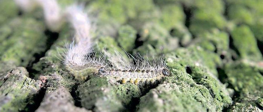 Gesellige Insekten. Der Eichenprozessionsspinner hat sich in Brandenburg rasant verbreitet. Die Härchen der Raupen können juckende Hautausschläge und sogar Asthmaanfälle auslösen. Gegenmaßnahmen kosten die Stadt 2012 voraussichtlich 75 000 Euro.