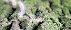Gesellige Insekten. Der Eichenprozessionsspinner hat sich in Brandenburg rasant verbreitet. Die Härchen der Raupen können juckende Hautausschläge und sogar Asthmaanfälle auslösen. Gegenmaßnahmen kosten die Stadt 2012 voraussichtlich 75 000 Euro.