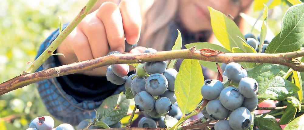 Beelitz macht Blau: Seit gestern werden in der Region wieder Heidelbeeren geerntet. Der Startschuss fiel in Klaistow, wo man auf 22 Hektar selbst pflücken kann.