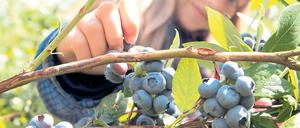 Beelitz macht Blau: Seit gestern werden in der Region wieder Heidelbeeren geerntet. Der Startschuss fiel in Klaistow, wo man auf 22 Hektar selbst pflücken kann.