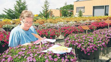 Kritischer Blick. Brigitte Böttcher prüft Blumen auf Sortenreinheit.