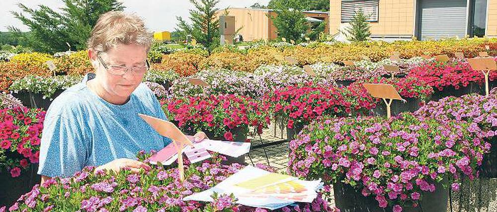 Kritischer Blick. Brigitte Böttcher prüft Blumen auf Sortenreinheit.