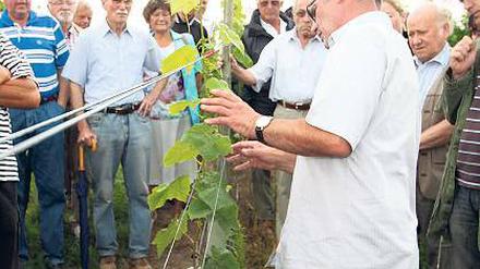Lernen vom Profi: Winzer Manfred Lindicke beim Weinschnittseminar.