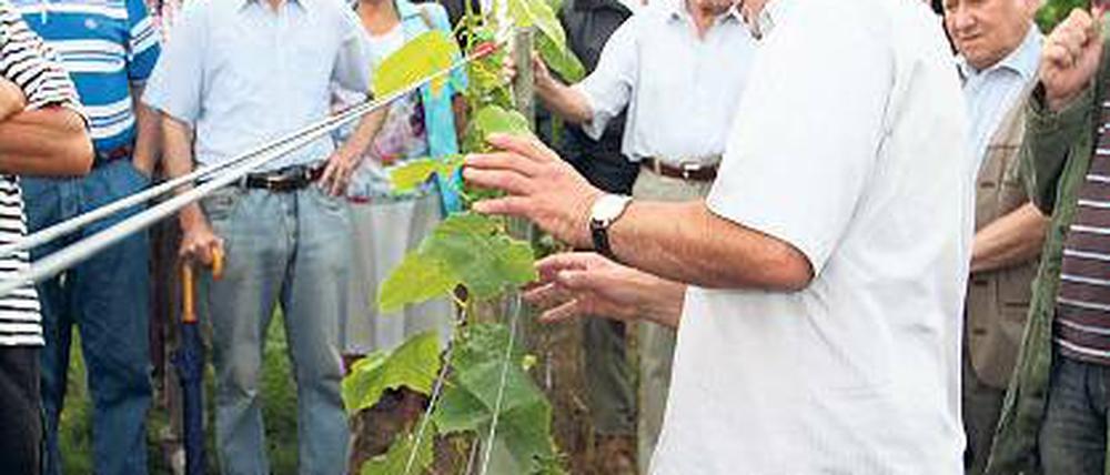 Lernen vom Profi: Winzer Manfred Lindicke beim Weinschnittseminar.