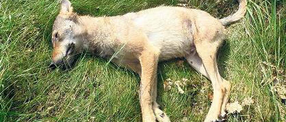 Unfallopfer: Der einjährige Wolf lag tot am Rand der L 88.