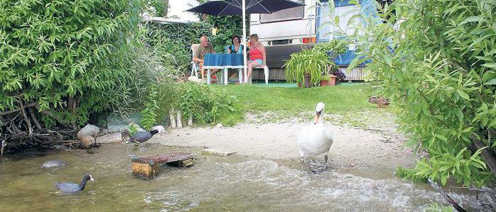 Gefiederte Nachbarn: Bei Eva Müller kommen Haubentaucher, Enten und Schwäne bis vor die Haustür. Wegen der Idylle sucht die Potsdamerin seit 1964 jeden Sommer Erholung auf die Riegelspitze.