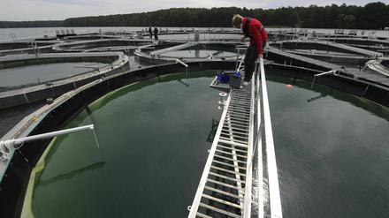 Ein spanischer Mitarbeiter des Leibniz-Instituts für Gewaesserökologie und Binnenfischerei (IGB) sammelt auf dem schwimmenden Seelabor im Stechlinsee bei Neuglobsow Wasserzustandsdaten mit einer Messsonde, die über ein Laptop weitervermittelt werden.