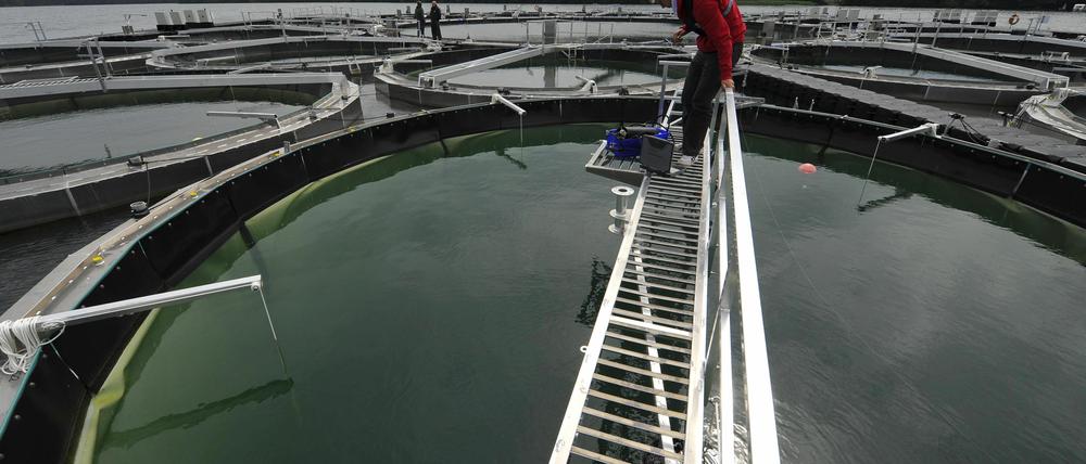 Ein spanischer Mitarbeiter des Leibniz-Instituts für Gewaesserökologie und Binnenfischerei (IGB) sammelt auf dem schwimmenden Seelabor im Stechlinsee bei Neuglobsow Wasserzustandsdaten mit einer Messsonde, die über ein Laptop weitervermittelt werden.