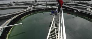 Ein spanischer Mitarbeiter des Leibniz-Instituts für Gewaesserökologie und Binnenfischerei (IGB) sammelt auf dem schwimmenden Seelabor im Stechlinsee bei Neuglobsow Wasserzustandsdaten mit einer Messsonde, die über ein Laptop weitervermittelt werden.