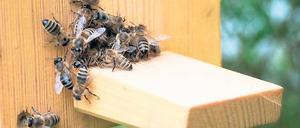 Noch etwas müde. Die Bienen aus der Kleinmachnower Schauwabe.