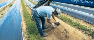 Finale. Polnische Ernehelfer haben am Wochenende den letzten Spargel der Saison bei Beelitz gestochen.
