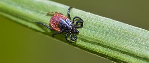 Die in Deutschland verbreitete Waldzecke lässt sich meist von Grashalmen und Blättern abstreifen.