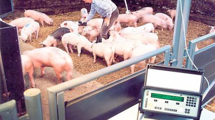Emissionsmessung. Die Forscher des Institut für Agrartechnik waren schon 1993 in Tierställen aktiv. Heute bewegt sich die Forschung auf einem anderen Niveau.