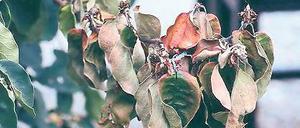 Feuerbrand an einer Quitte: braun verfärbtes Blattgewebe.