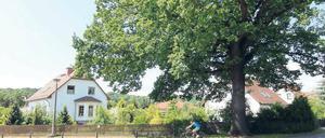 Die Eiche an Kreinsens Haus.