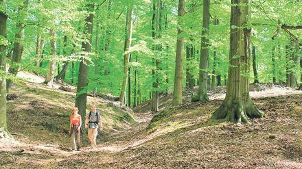 Fläminger Eigenart: Die Springer Rummel, ein Trockental bei Medewitz, wird Ende Juni viel Besuch bekommen.