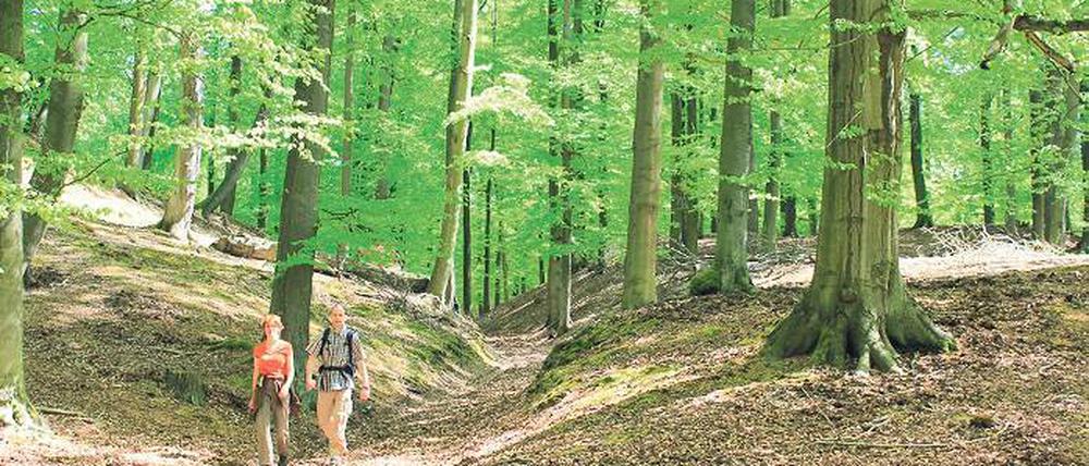 Fläminger Eigenart: Die Springer Rummel, ein Trockental bei Medewitz, wird Ende Juni viel Besuch bekommen.