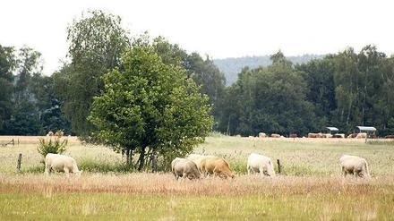Noch stehen die Kühe im Trockenen. Das könnte sich ändern, wenn die Ungeheuerwiesen zum Moor werden.