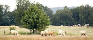 Noch stehen die Kühe im Trockenen. Das könnte sich ändern, wenn die Ungeheuerwiesen zum Moor werden.