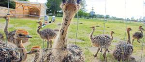 Die Jungstrauße sind die Stars auf dem Straußenhof in Grossderschau.