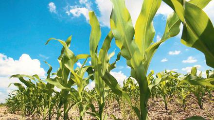 Vermaisung in Brandenburg. Derzeit steht Mais auf etwa 190 000 Hektar der vorhandenen Getreideanbaufläche in der Mark. Das sind etwa 35 Prozent. Naturschützer und Brandenburgs Grüne fordern strengere Regeln für den Anbau.