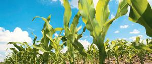 Vermaisung in Brandenburg. Derzeit steht Mais auf etwa 190 000 Hektar der vorhandenen Getreideanbaufläche in der Mark. Das sind etwa 35 Prozent. Naturschützer und Brandenburgs Grüne fordern strengere Regeln für den Anbau.