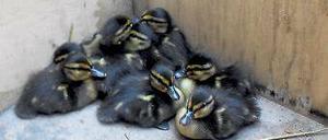Alle neune. Die nun mutterlosen Enten warten in der Kiste der Feuerwehr.