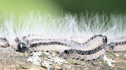 Fünf Zentimeter lange Fresssucht. Nach mehrmaligem starken Befall können Eichenprozessionsspinner ihren Wirtsbaum töten. Bei Menschen lösen die Haare Reizungen, Asthma und Atemnot aus.