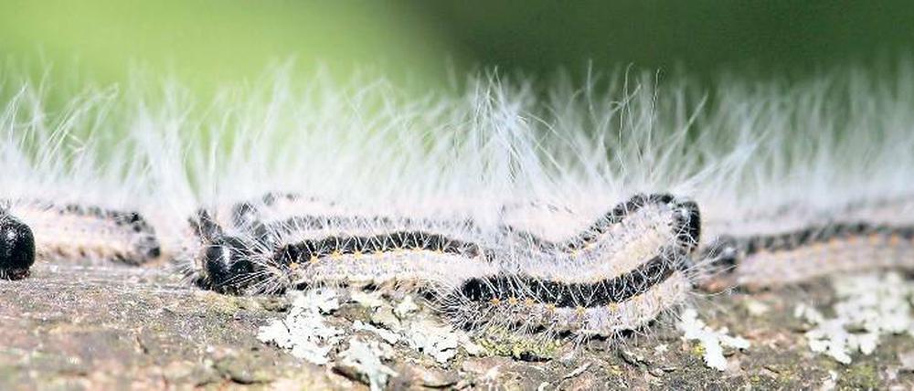 Fünf Zentimeter lange Fresssucht. Nach mehrmaligem starken Befall können Eichenprozessionsspinner ihren Wirtsbaum töten. Bei Menschen lösen die Haare Reizungen, Asthma und Atemnot aus.