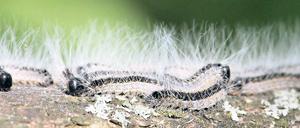 Fünf Zentimeter lange Fresssucht. Nach mehrmaligem starken Befall können Eichenprozessionsspinner ihren Wirtsbaum töten. Bei Menschen lösen die Haare Reizungen, Asthma und Atemnot aus.