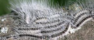 Kleine Gefahr. Wenn sie die Haare der Eichenprozessionsspinner einatmen, können vor allem Kinder und kranke allergische Reaktionen entwickeln