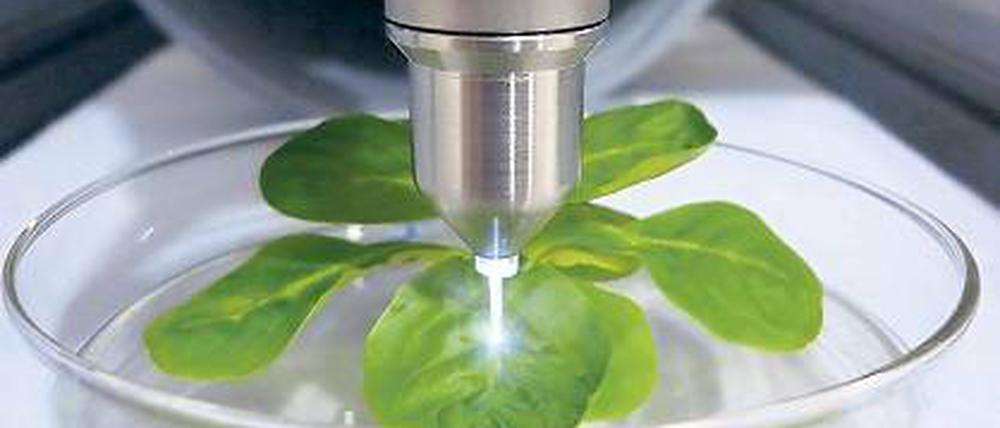 Im Plasma-Jet. Zwischen zwei Elektroden wird Gas zu Plasma aktiviert.