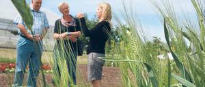 Wie Weizen wächst. Claudia Steinert (r.) erklärt am Golmer Getreidefeld.