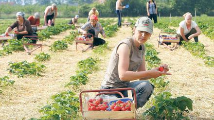 Polnische Saisonarbeiterinnen bei der Erdbeerernte 2010. In diesem Jahr wird im Raum Werder eine gute Ernte erwartet.