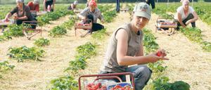 Polnische Saisonarbeiterinnen bei der Erdbeerernte 2010. In diesem Jahr wird im Raum Werder eine gute Ernte erwartet.