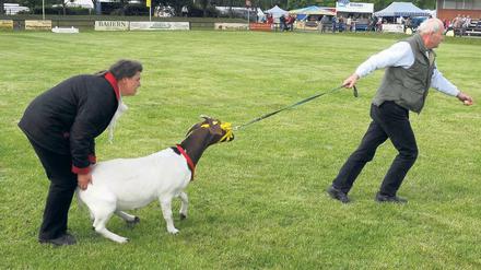 Zickig. Auch Ziehen und Schieben war am Donnerstag auf der 22. Brandenburgischen Landwirtschaftsausstellung (Brala) angesagt – denn diese Ziege sträubte sich dagegen, präsentiert zu werden.