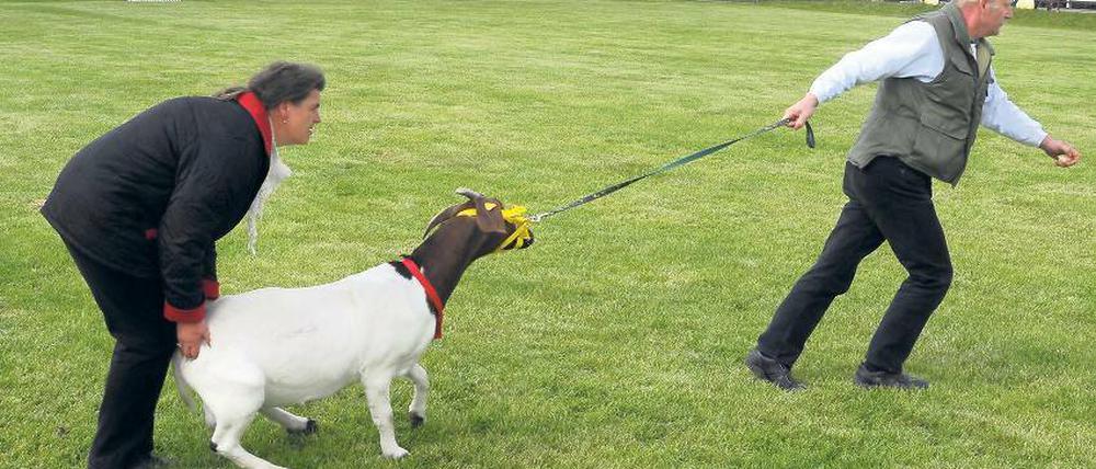 Zickig. Auch Ziehen und Schieben war am Donnerstag auf der 22. Brandenburgischen Landwirtschaftsausstellung (Brala) angesagt – denn diese Ziege sträubte sich dagegen, präsentiert zu werden.