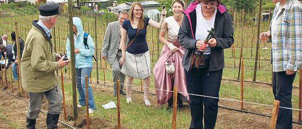 Sonnige Stimmung trotz Regenguss: Die Wein-Pächter brachten am Freitag die letzten der insgesamt 2000 Rebstöcke in die Erde. In drei Jahren dürfen sie den ersten Wein vom Werderaner Galgenberg probieren.