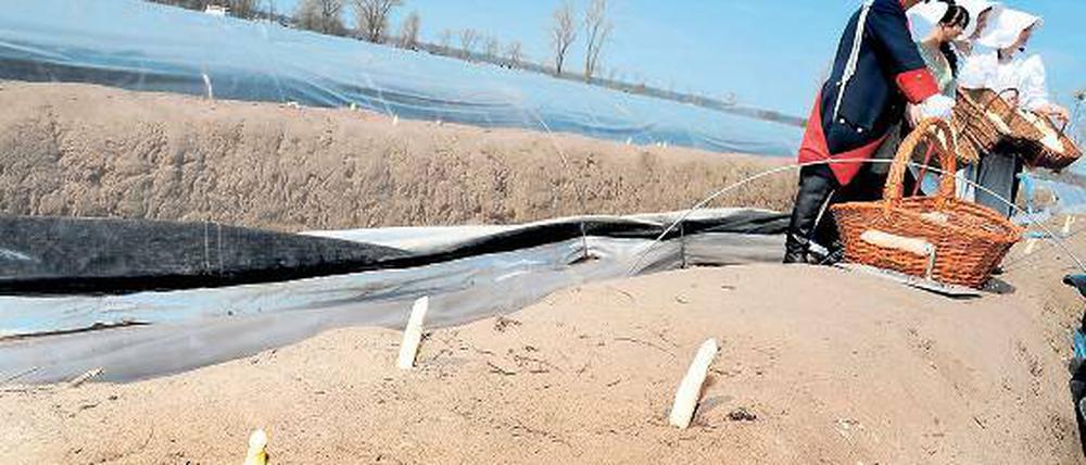 Genuss wie beim Alten Fritz. Die Beelitzer Spargelbauern wollen sich ihr schlankes Edelgemüse durch ein EU-weit geltendes Gütesiegel schützen lassen.