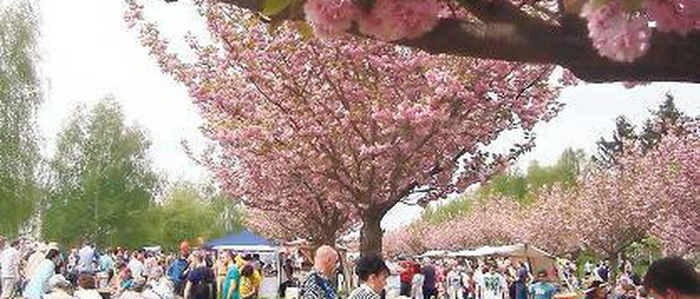 Erinnerung an den Mauerfall: Die Bäume wurden von Japanern gespendet.